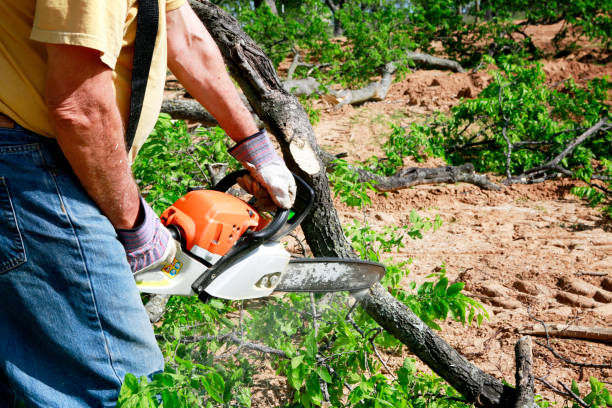 The Steps Involved in Our Tree Care Process in Huntland, TN